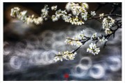 李花名字吉凶，传统与现代的结合