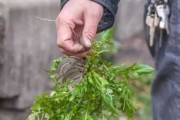 解的苋菜，解读与启示