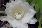 家养昙花的寓意，昙花一现，连连