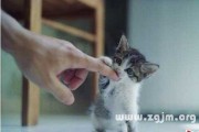 周公解梦咬猫，解读咬猫的深层含义
