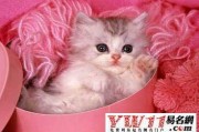 给小猫起名，吉凶与注意事项