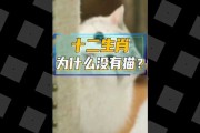 十二星座最讨厌什么猫