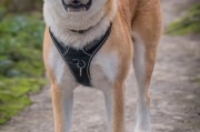 狗宝宝起名指南，如何通过吉凶为爱犬挑选好名