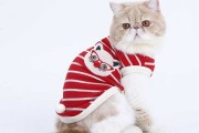 十二星座猫咪的专属时尚——揭秘星座猫衣服的命名奥秘