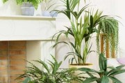 室内摆设指南，哪些盆栽最适合提升家居运势