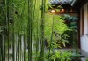 家中摆放哪种竹子最宜——揭秘竹子之道