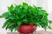 藏花盆种什么植物好？揭秘学中的植物选择奥秘
