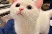 猫咪算命配乐，音乐与毛茸茸的神秘相遇