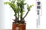 小叶紫檀种植方位，最佳种植区域与布局建议