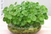 十二星座植物是什么？
