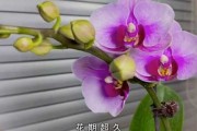 南方养花指南，选择适合的花卉提升运势