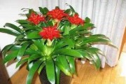 养的花丢了，预兆与解梦解析