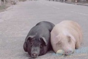 梦到吃猪肉的寓意与解梦指南