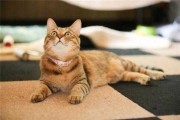 梦见小猫的意义，解读周公解的生命象征