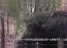 夜路看到野猪，预兆与解梦解析
