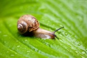 蜗牛宝宝，自然与爱的结合