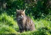 野猫吃鹊，预兆与解梦解析
