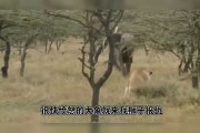 解梦狮子咬死人，探究梦境中的神秘预兆及其寓意