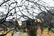 梅花算命方法揭秘，一花一，一梅一命运——梅花算命解析
