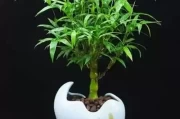 家居秘籍，揭秘什么竹子最适合养活，提升家居好