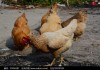 家中养鸡鸭，吉凶与生活智慧