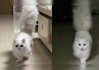 萌态背后的神秘力量，猫咪给我算命，是真的吗？