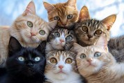 猫咪找狗哥算命，揭秘宠物界的趣味文化现象