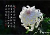菊花算命，解读古老的文化符号