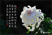 菊花算命，解读古老的文化符号