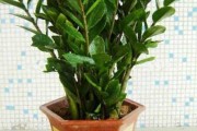 揭秘植物，如何利用植物改善家居布局