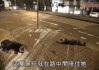 撞死条狗跑了，预兆与解梦解析