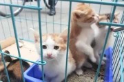 小猫叹气，解读其象征意义与解梦启示