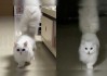 萌态背后的神秘力量，猫咪给我算命，是真的吗？