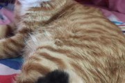 解梦猫生小猫，解读内心深处的渴望与新生