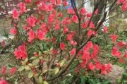 娶缘庙里不求签，解读民间婚姻的深层含义