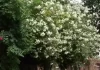 木香花中的重要角色，解析与应用