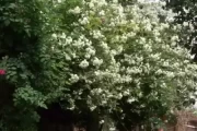 木香花中的重要角色，解析与应用