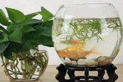 家庭养鱼寓意，养出幸福和谐的美好家居氛围