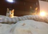 解梦猫咬裤腿，解读梦境中的隐秘