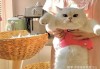 带着算命概念的猫咪特效药，真的存在吗？