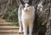 猫咪摸手算命，解读生命中的神秘信号