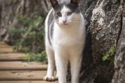 猫咪摸手算命，解读生命中的神秘信号