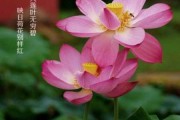 梦见荷花,一场自我觉醒的隐喻 梦见荷花,一场自我觉醒的隐喻