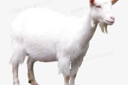 白羊座2023年9月14日运势解析，事业与的双丰收
