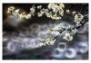 李花名字吉凶，传统与现代的结合