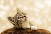 解梦自查,梦见猫的深层含义与自我反思 解梦自查,梦见猫的深层含义与自我反思