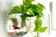 水培植物与鱼缸，选择与搭配指南