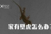 屋里有壁虎，揭秘其背后的奥秘与注意事项
