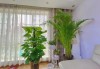 屋内种什么植物好？专业带你揭秘家居绿植之道