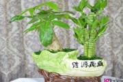 凶宅种什么树好？这些树种你一定要知道！